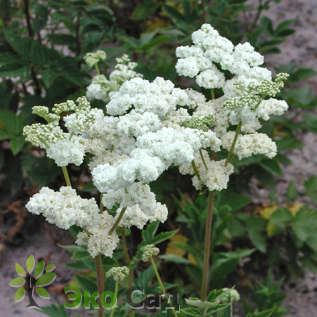 Таволга вязолистная "Плена" (Filipendula ulmaria ‘Plena’ (Flore Pleno))