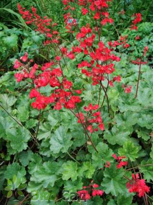 Гейхера кровао-красная "Корал Форест" (Heuchera sanguinea ‘Coral Forest’)