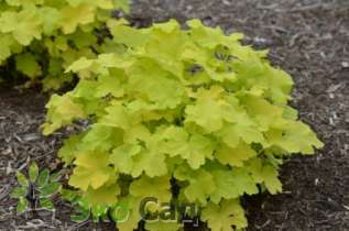 Гейхера "Тара"(Heuchera ’Tara’)