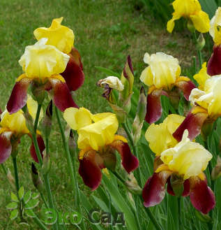 Ирис бородатый "Акцент" (Iris germanica ’Accent’)