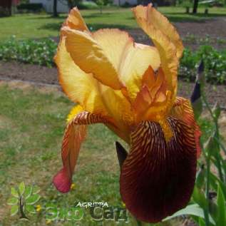 Ирис бородатый "Агриппа" (Iris germanica ‘Agrippa’)