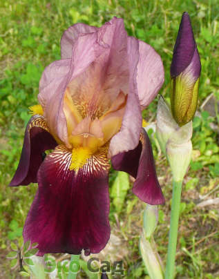 Ирис бородатый "Амбассадор" (Iris germanica ‘Ambassadeur’)