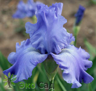 Ирис бородатый "Карибиен Дрим" (Iris germanica ‘Caribbean Dream’)