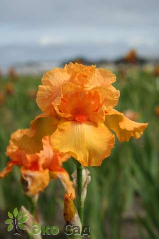 Ирис бородатый "Чайна Дрэгон" (Iris germanica ‘China Dragon’)