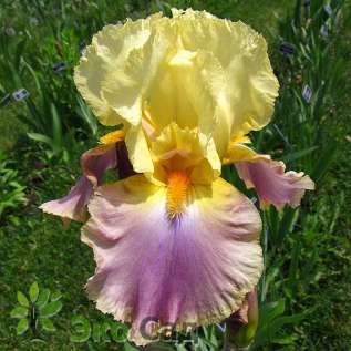 Ирис бородатый "Дистент Чаймз" (Iris germanica ’Distant Chimes’)