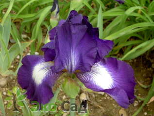 Ирис бородатый "Экзотик Стар" (Iris germanica ’Exotic Star’)