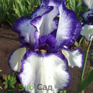 Ирис бородатый "Луп зе Луп" (Iris germanica ‘Loop the Loop’)