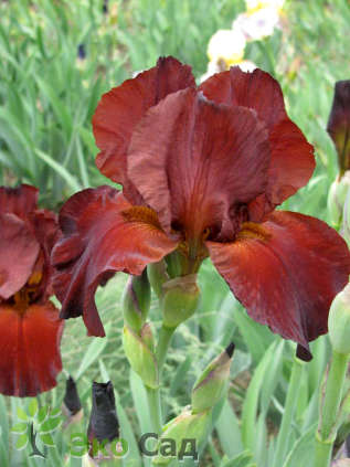 Ирис бородатый "Форт Апач" (Iris germanica ’Fort Apache’)