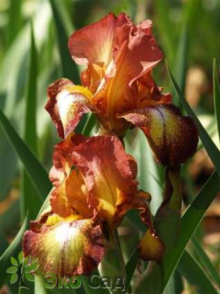 Ирис бородатый "Спреклес" (Iris germanica ’Spreckles’)