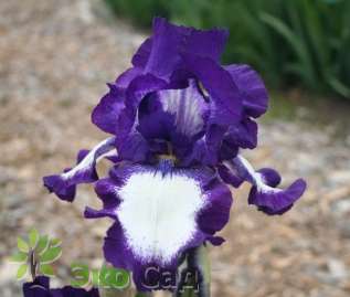 Ирис бородатый "Степпинг Аут" (Iris germanica ‘Stepping Out’)