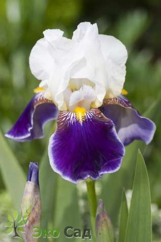 Ирис бородатый "Уобаш"="Вабаш" (Iris germanica ‘Wabash’)