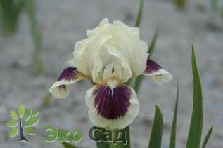 Ирис карликовый гибрид "Блэк Черри Делайт" (Iris pumila ’Black Cherry Delight’)
