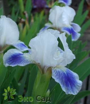 Ирис карликовый гибрид "Бу" (Iris pumila ’Boo’)
