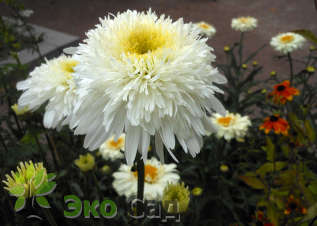 Нивяник "Фиона Когхилл (Leucanthemum superbum ‘Fiona Coghill’)