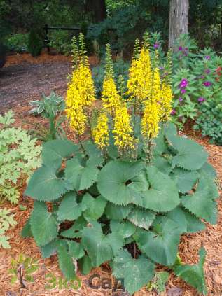 Бузульник узкоголовчатый "Зе Рокет" (Ligularia stenocephala ‘The Rocket’)