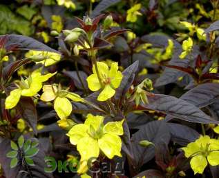 Вербейник реснитчатый "Фаеркрекер" (Lysimachia ciliata ‘Firecracker’)