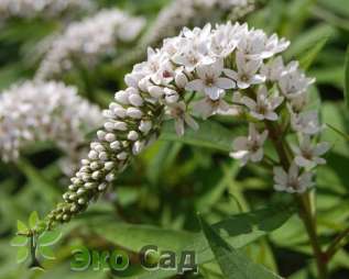 Вербейник клетровидный (Lysimachia clethroides)