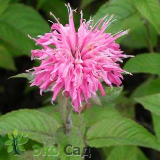 Монарда "Крофтвей Пинк" (Monarda ‘Croftway Pink’)