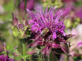 Монарда "Скорпион" (Monarda ’Scorpion’)