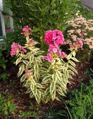 Флокс метельчатый "Бекки Тауэ" (Phlox paniculata ’Becky Towe’)