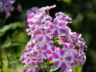 Флокс метельчатый "Канди Твист" (Phlox paniculata ‘Candy Twist’)