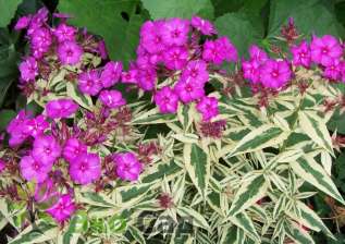 Флокс метельчатый "Арлекин" (Phlox paniculata ’Harlequin’)