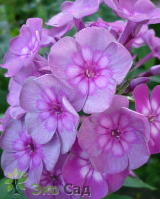 Флокс метельчатый "Мэджик Блю" (Phlox paniculata ‘Magic Blue’)