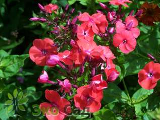 Флокс метельчатый "Принс оф Ориндж" (Phlox paniculata ’Prince of Orange’)