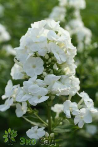 Флокс метельчатый "Рембрандт" (Phlox paniculata ’Rembrandt’)