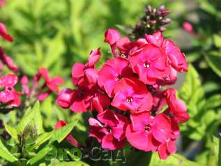 Флокс метельчатый "Строуберри Дайкири" (Phlox paniculata ’Strawberry Daquiary’)