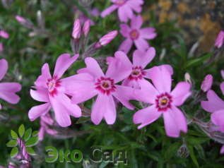 Флокс шиловидный "Марджори" (Phlox subulata ’Marjorie’)