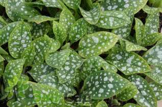 Медуница сахарная "Леопард" (Pulmonaria saccharata ‘Leopard’)