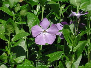 Барвинок большой (Vinca major)