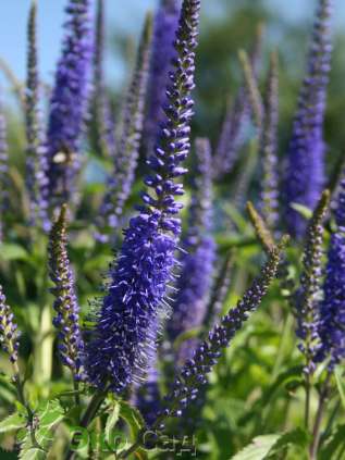 Вероника длиннолистная "Блауризин" (Veronica longifolia ‘Blauriesin’)