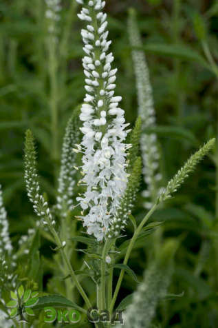 Вероника длиннолистная "Шнееризин" (Veronica longifolia ‘Schneeriesin’)