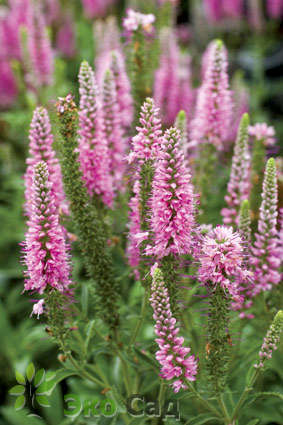 Вероника колосистая "Хайдекинд" (Veronica spicata ‘Heidekind’)