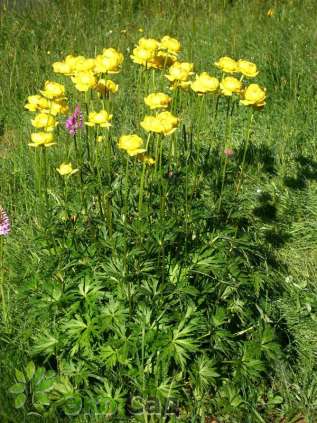 Купальница европейская (Trollius europaeus)