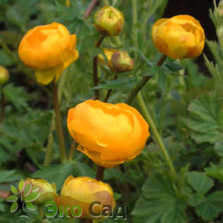 Купальница "Ориндж Принцесс" (Trollius ‘Orange Princess’)