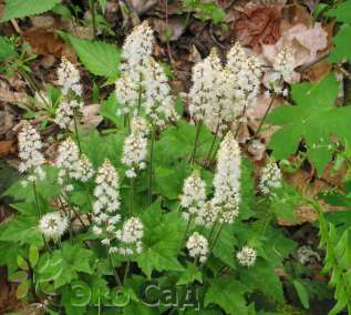 Тиарелла сердцелистная (Tiarella cordifolia)