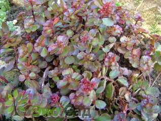 Очиток ложный "Пурпуртеппих" (Sedum spurium ‘Purpurteppich’)