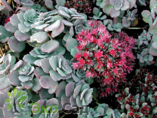 Очиток скальный "Лидакензе" (Sedum cauticola ‘Lidakense’)