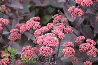 Очиток "Ксенокс" (Sedum ’Xenox’)