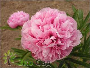 Пион лекарственный "Розеа Плена" (Paeonia officinalis ‘Rosea Plena’)