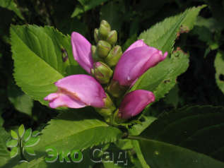 Хелоне Лайона (Chelone lyonii)