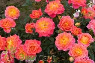 Роза "Мандарин" (Rosa 'Mandarin' (KORcelin))