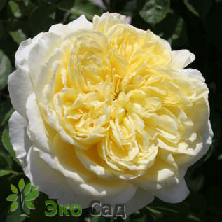 Роза "Зе Пилгрим" (Rosa 'The Pilgrim' (AUSwalker))