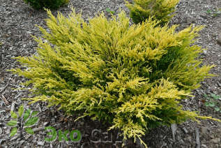 Можжевельник горизонтальный "Лаймглоу" (Juniperus horizontalis "Limeglow")