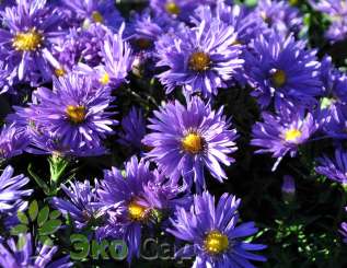 Астра кустарниковая "Блау Лагуне" (Aster dumosus Blaue Lagune)