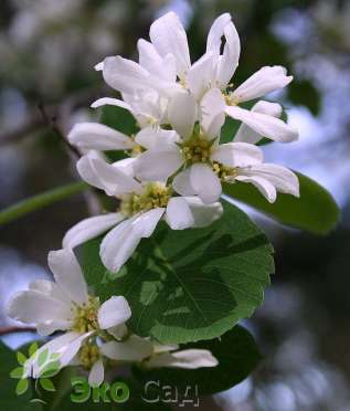 Ирга ольхолистная "Мартин" (Amelanchier alnifolia 'Martin')