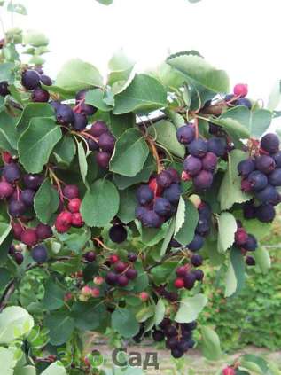 Ирга ольхолистная "Нортлайн" (Amelanchier alnifolia 'Northline')